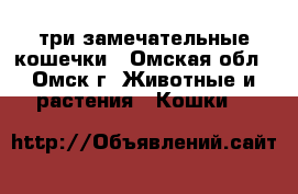 три замечательные кошечки - Омская обл., Омск г. Животные и растения » Кошки   